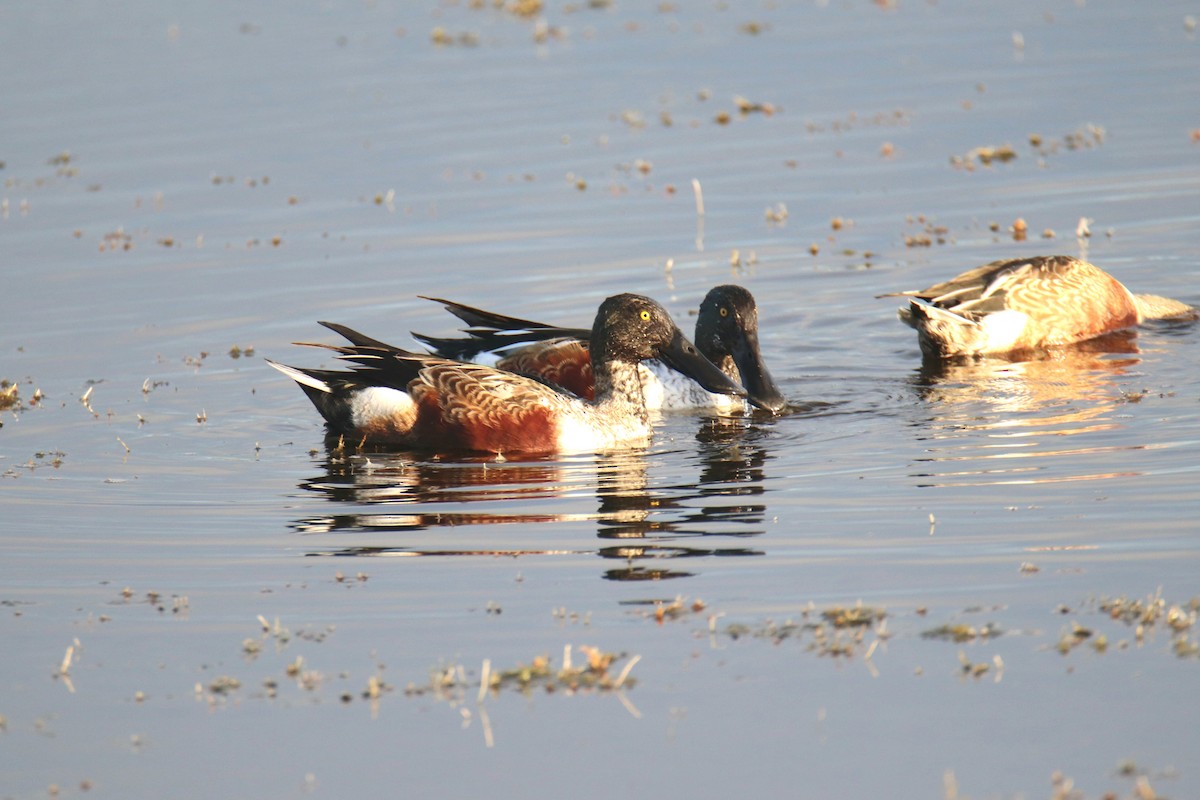 skjeand - ML646391135