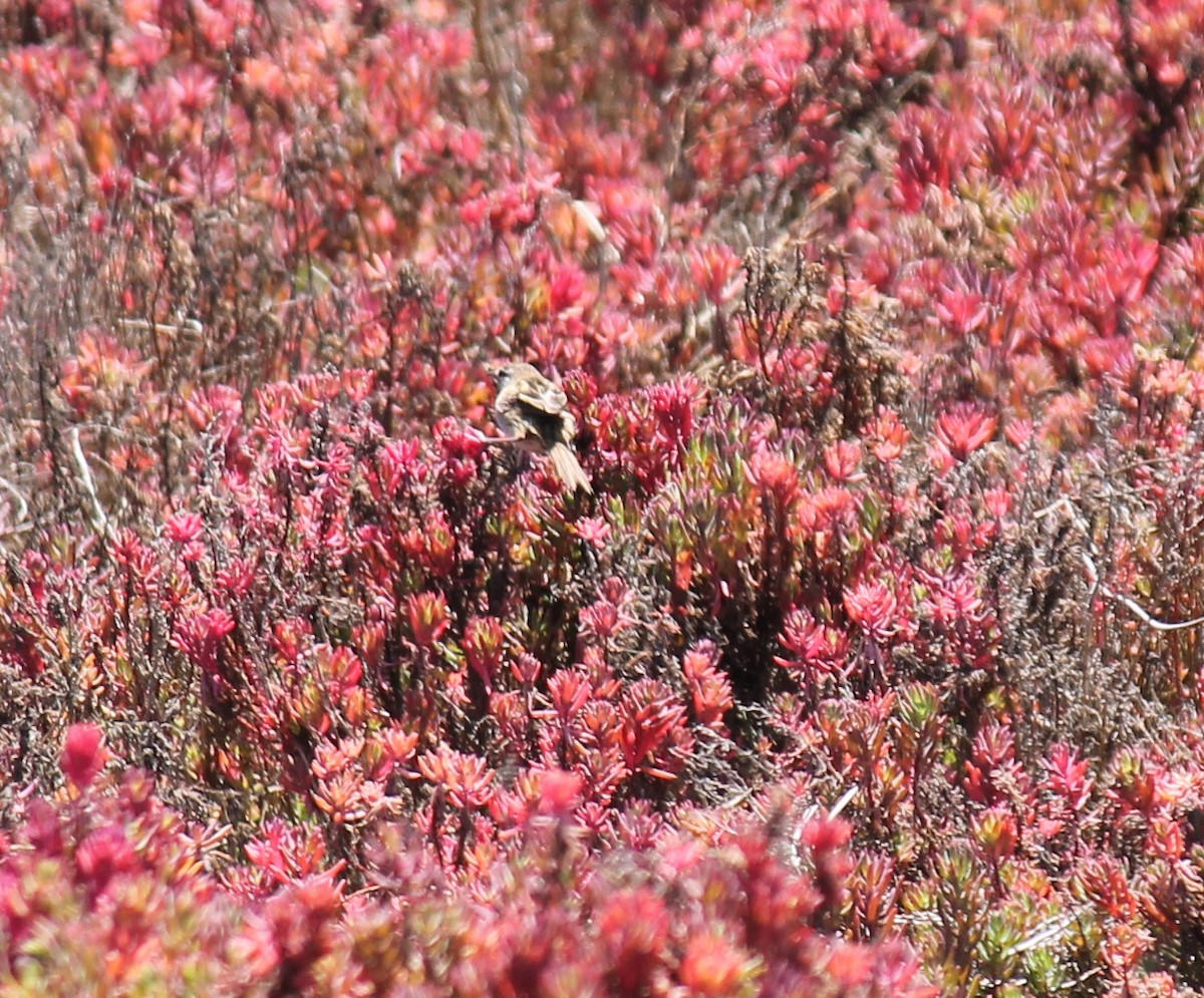 ub. fugl (Aves sp.) - ML646391137