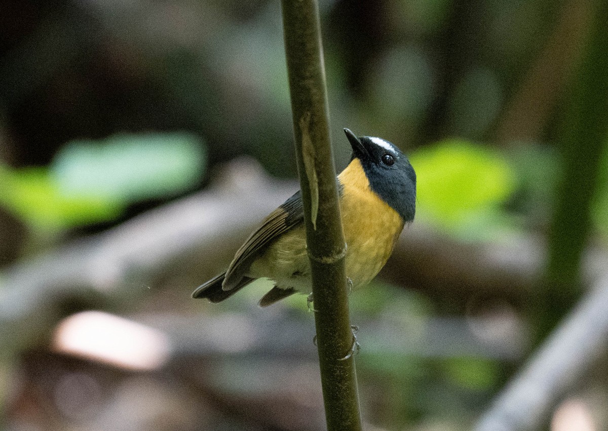 aurorafluesnapper - ML646391138