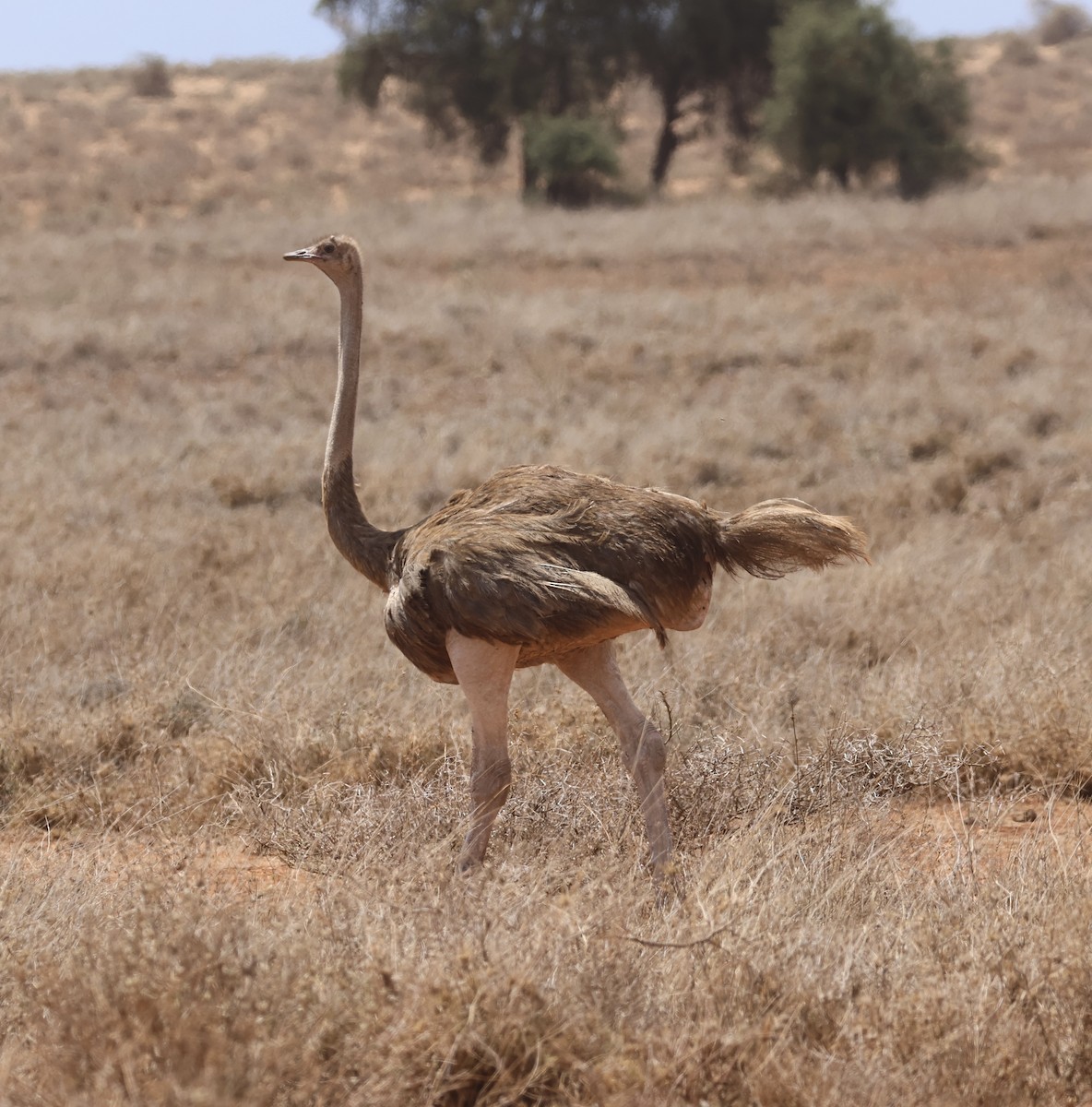 slettestruts - ML646391139