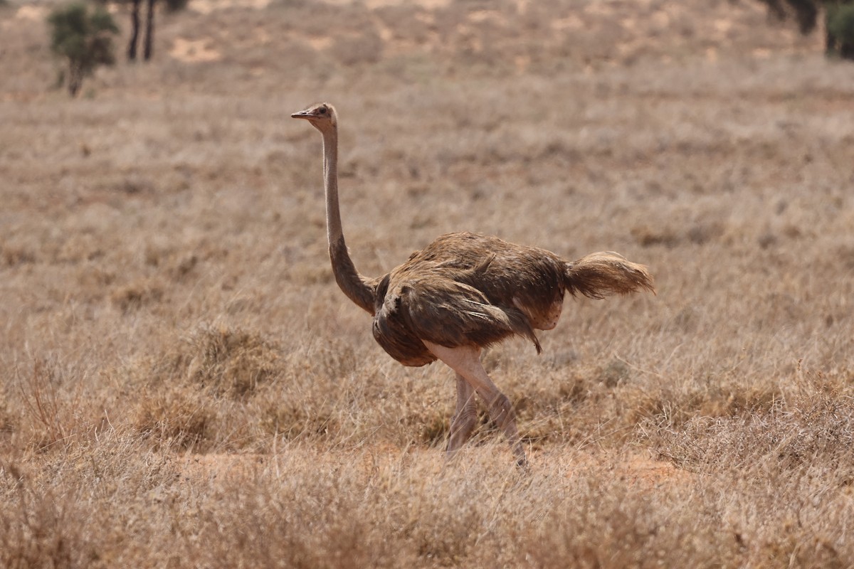 slettestruts - ML646391140