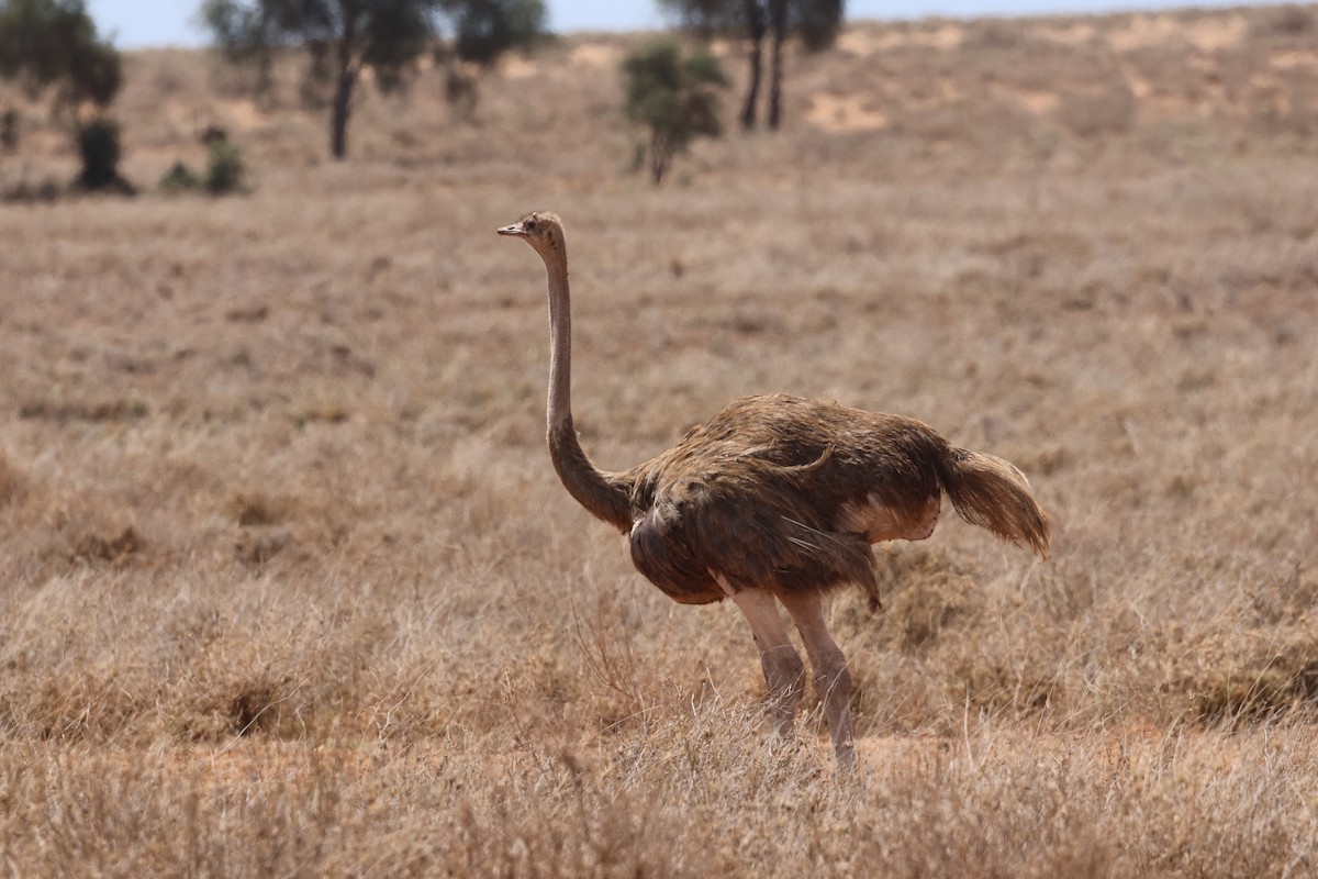 slettestruts - ML646391141