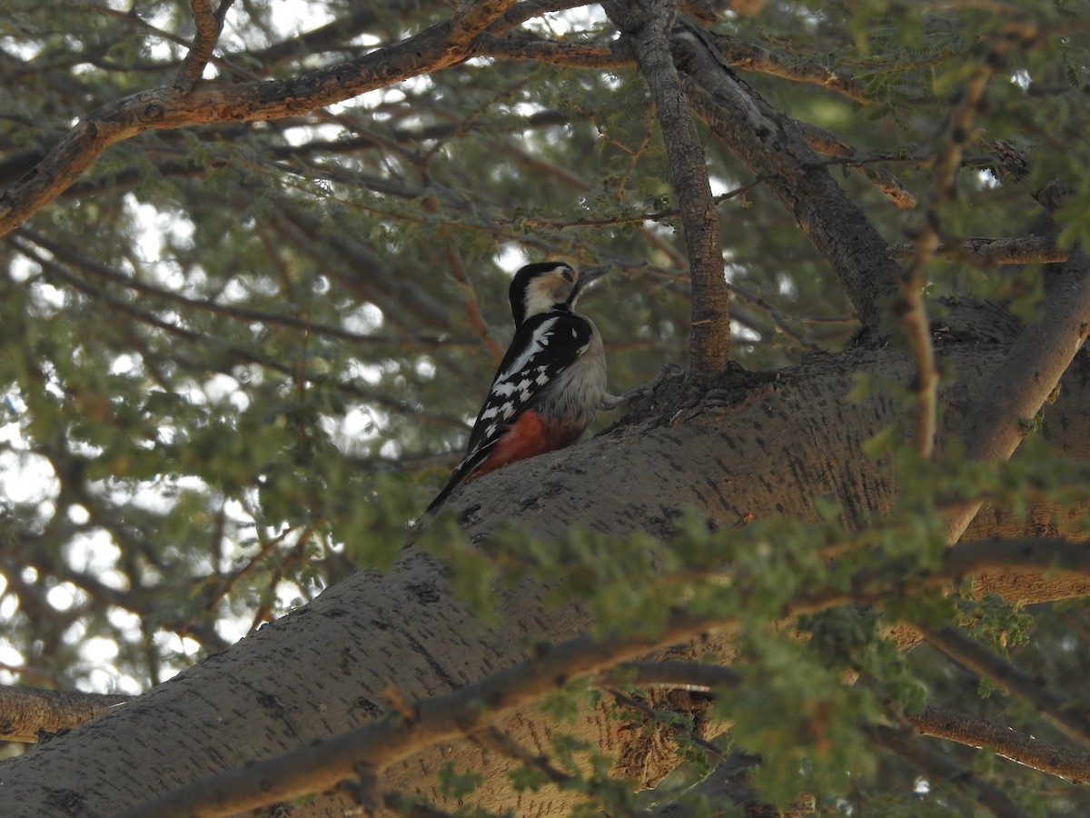 urduspett - ML646391147