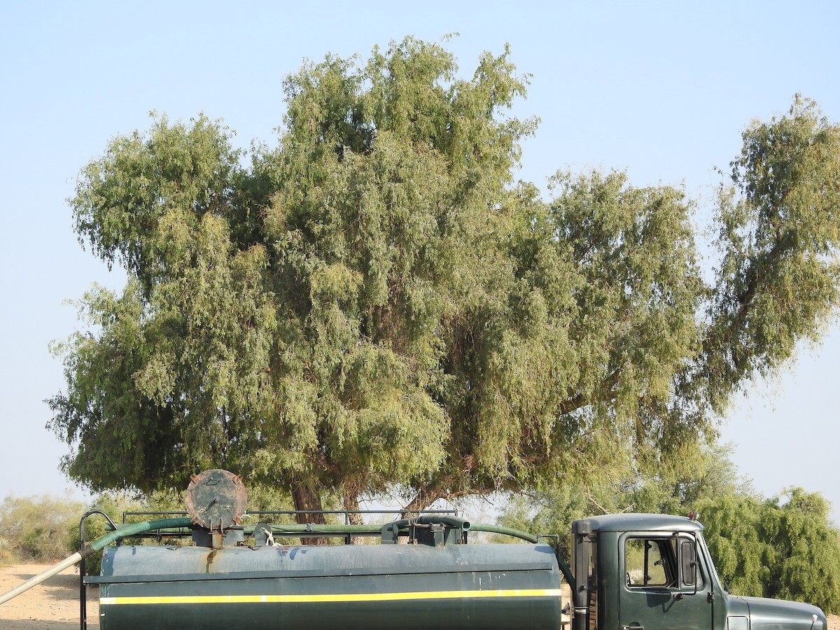 urduspett - ML646391148