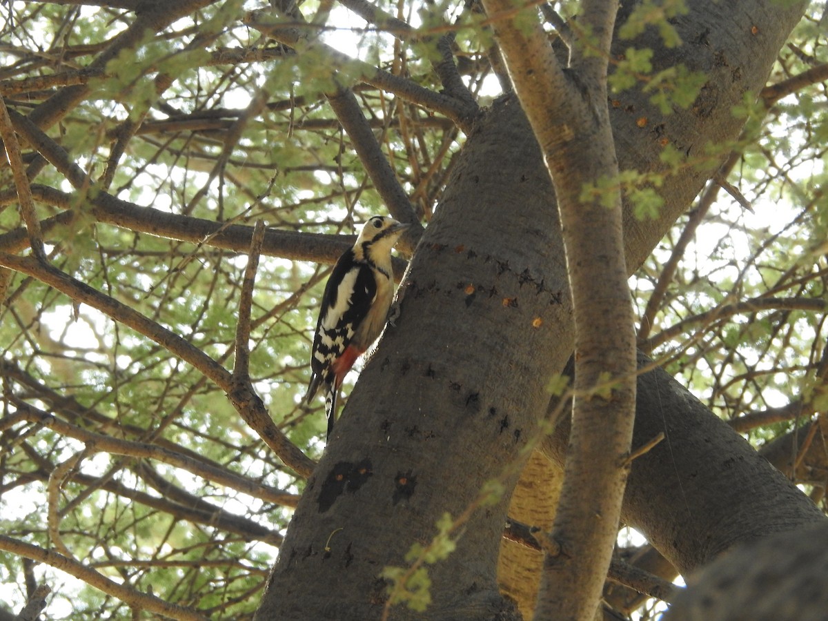 urduspett - ML646391149