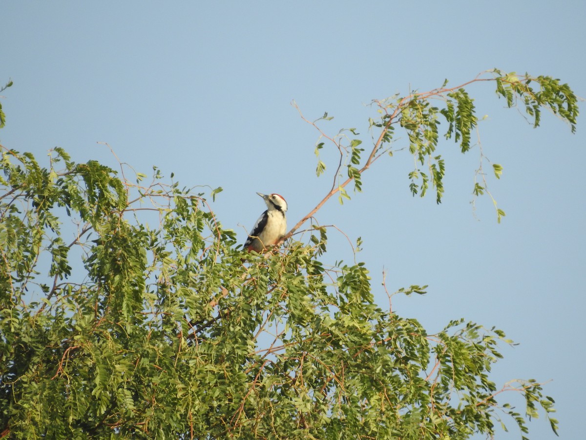 urduspett - ML646391150