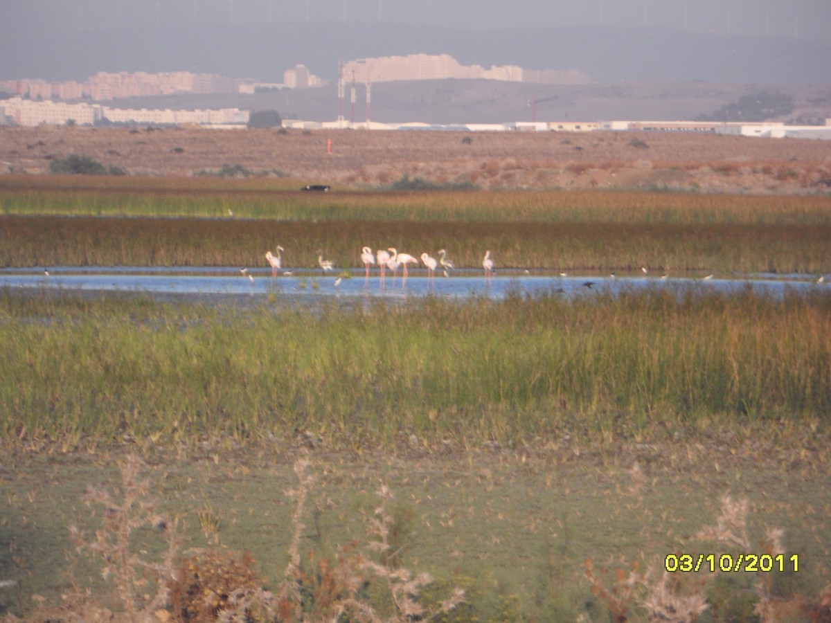 rosenflamingo - ML646391151