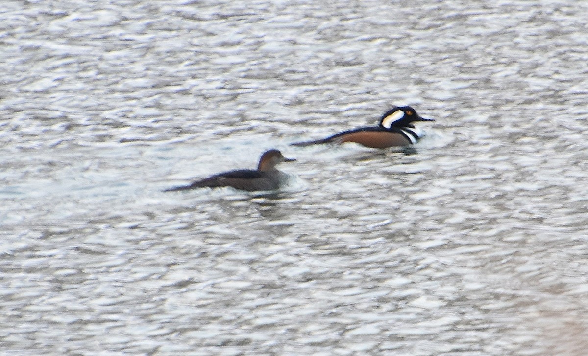 hjelmfiskand - ML646391152