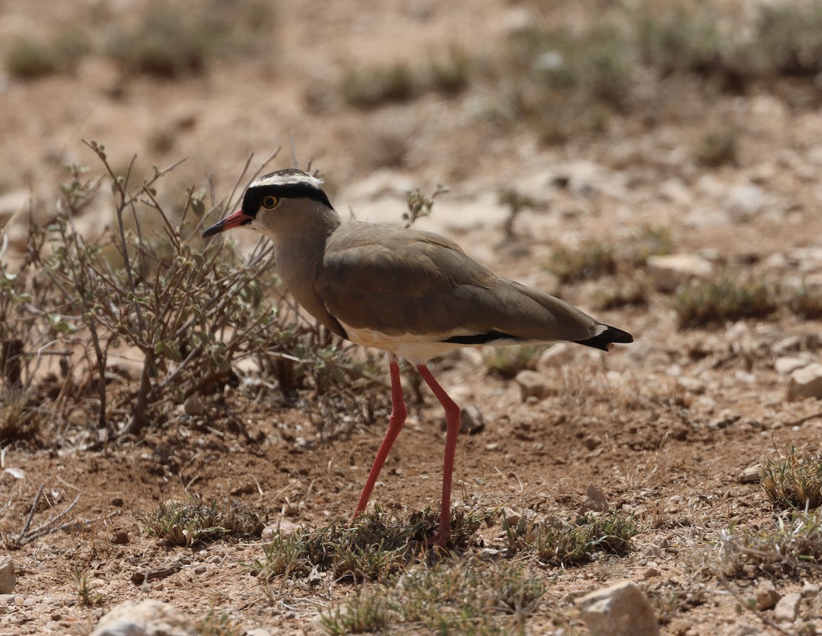 kronvipe - ML646391153