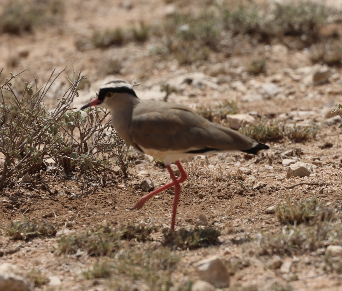 kronvipe - ML646391154