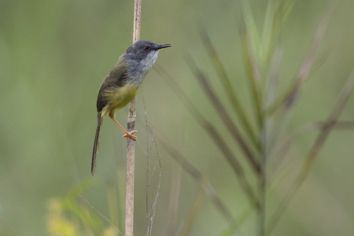 gulbukprinia - ML646391155
