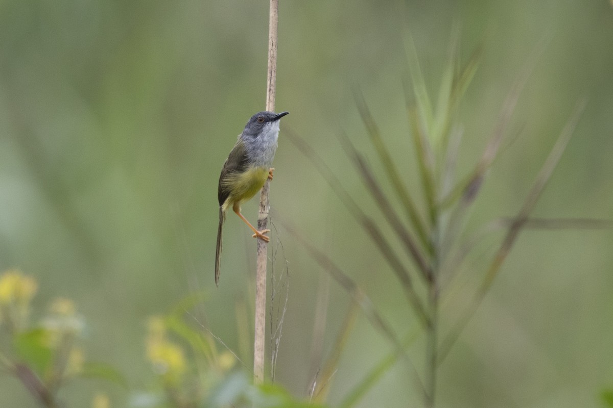 gulbukprinia - ML646391156