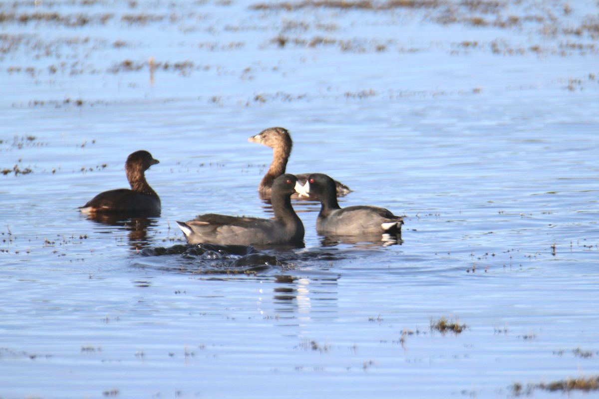 amerikasothøne - ML646391157