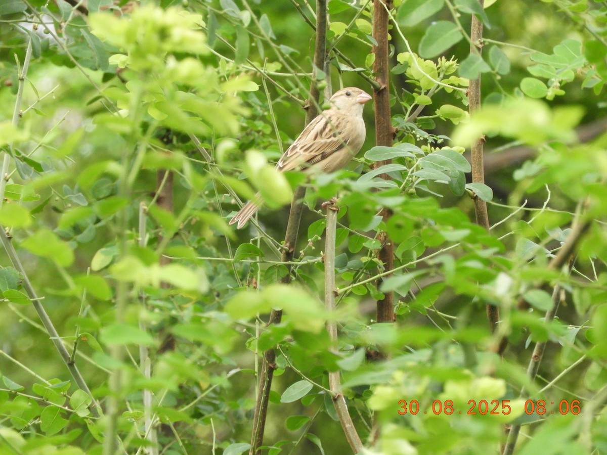 gråspurv - ML646391158