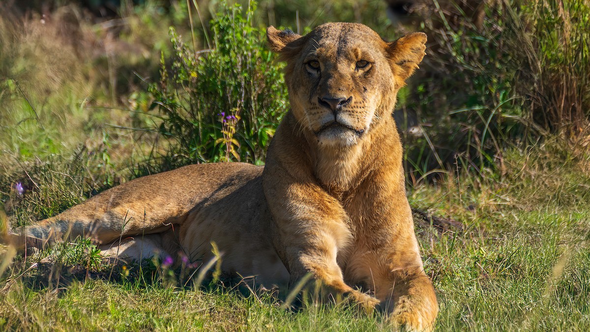 Säugetiere - ML646391159