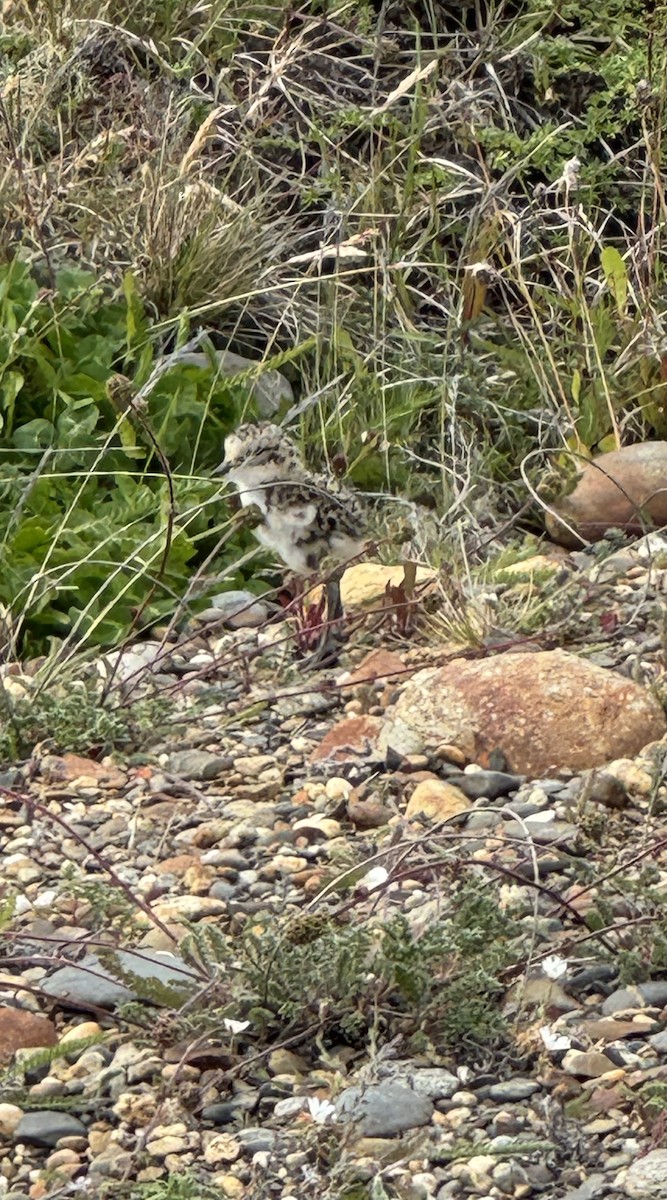 svartbeltelo - ML646391160