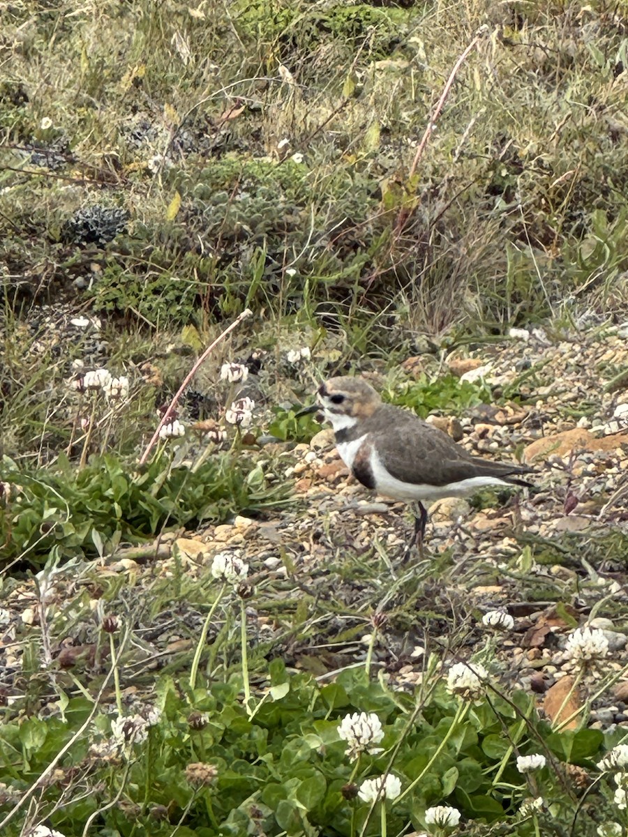 svartbeltelo - ML646391161