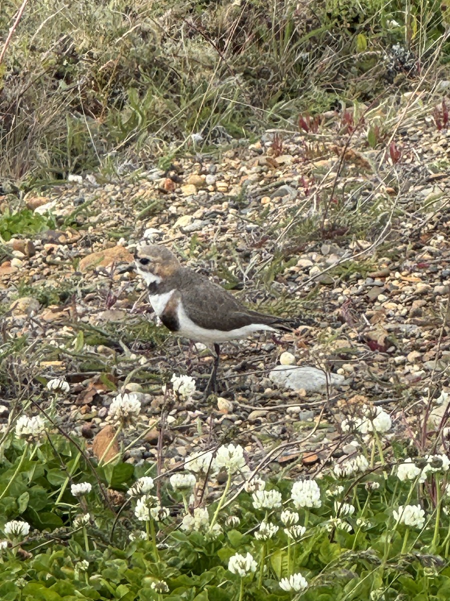 svartbeltelo - ML646391162