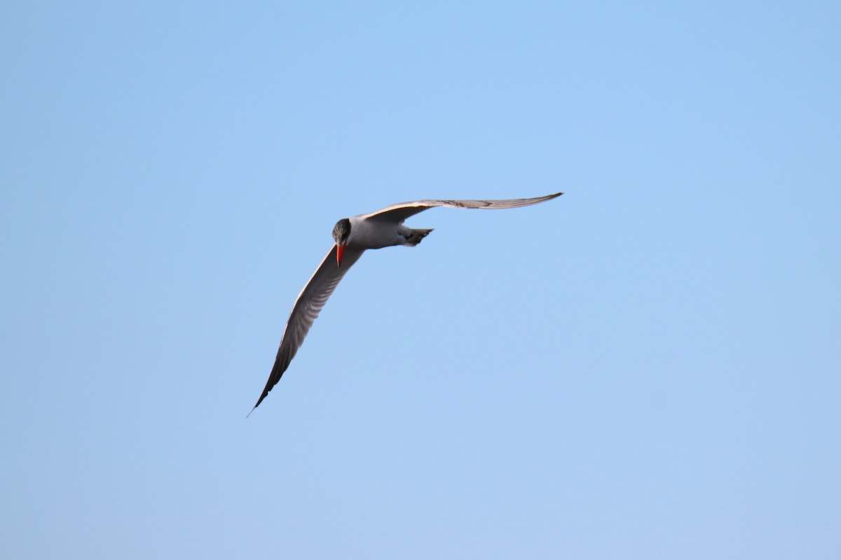 rovterne - ML646391168