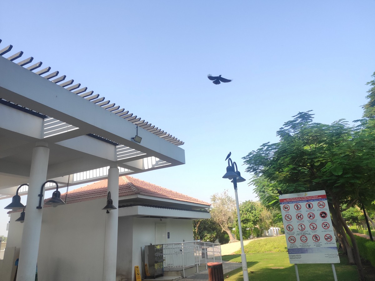 huskråke - ML646391169