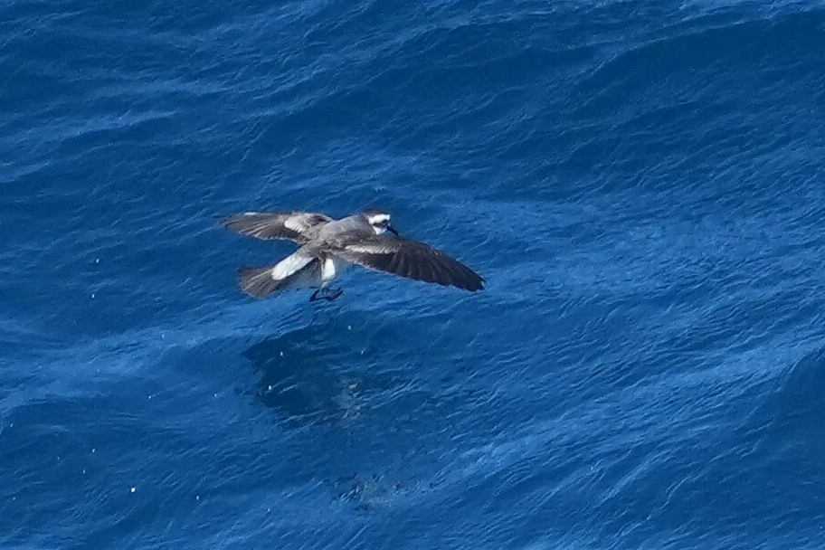 fregattstormsvale - ML646391172