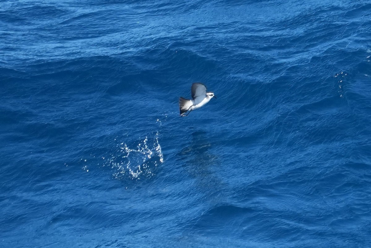 fregattstormsvale - ML646391173