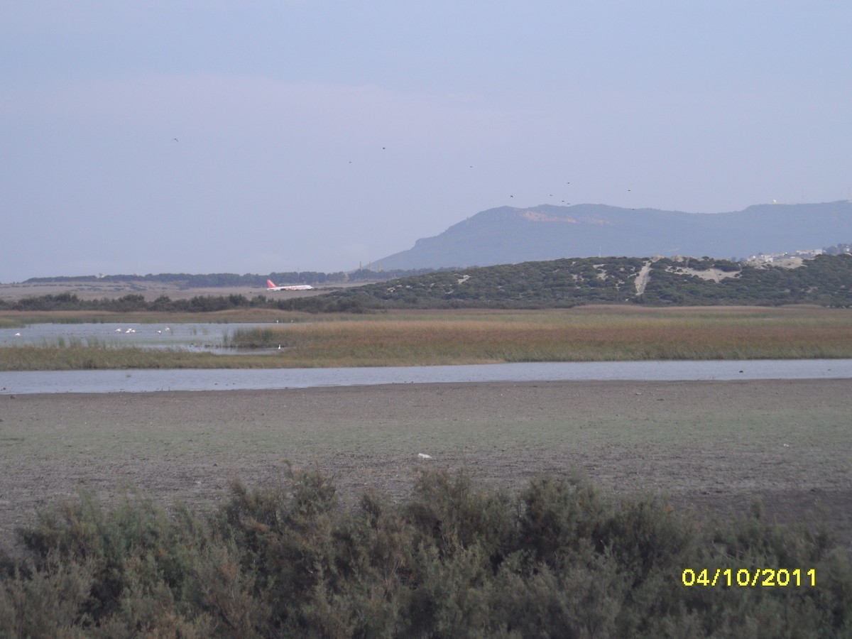 plameňák růžový - ML646391178