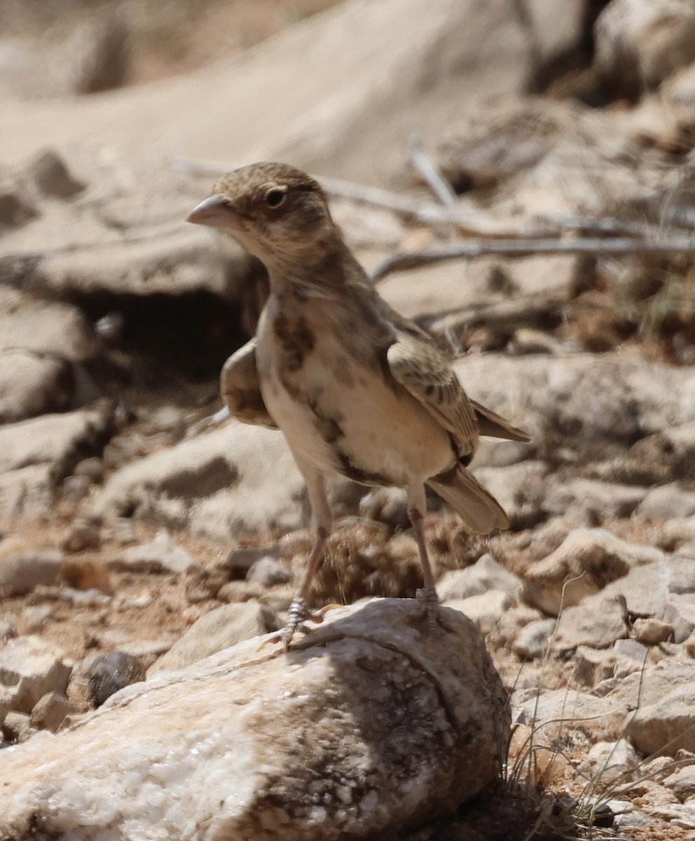 Braunscheitellerche - ML646391179