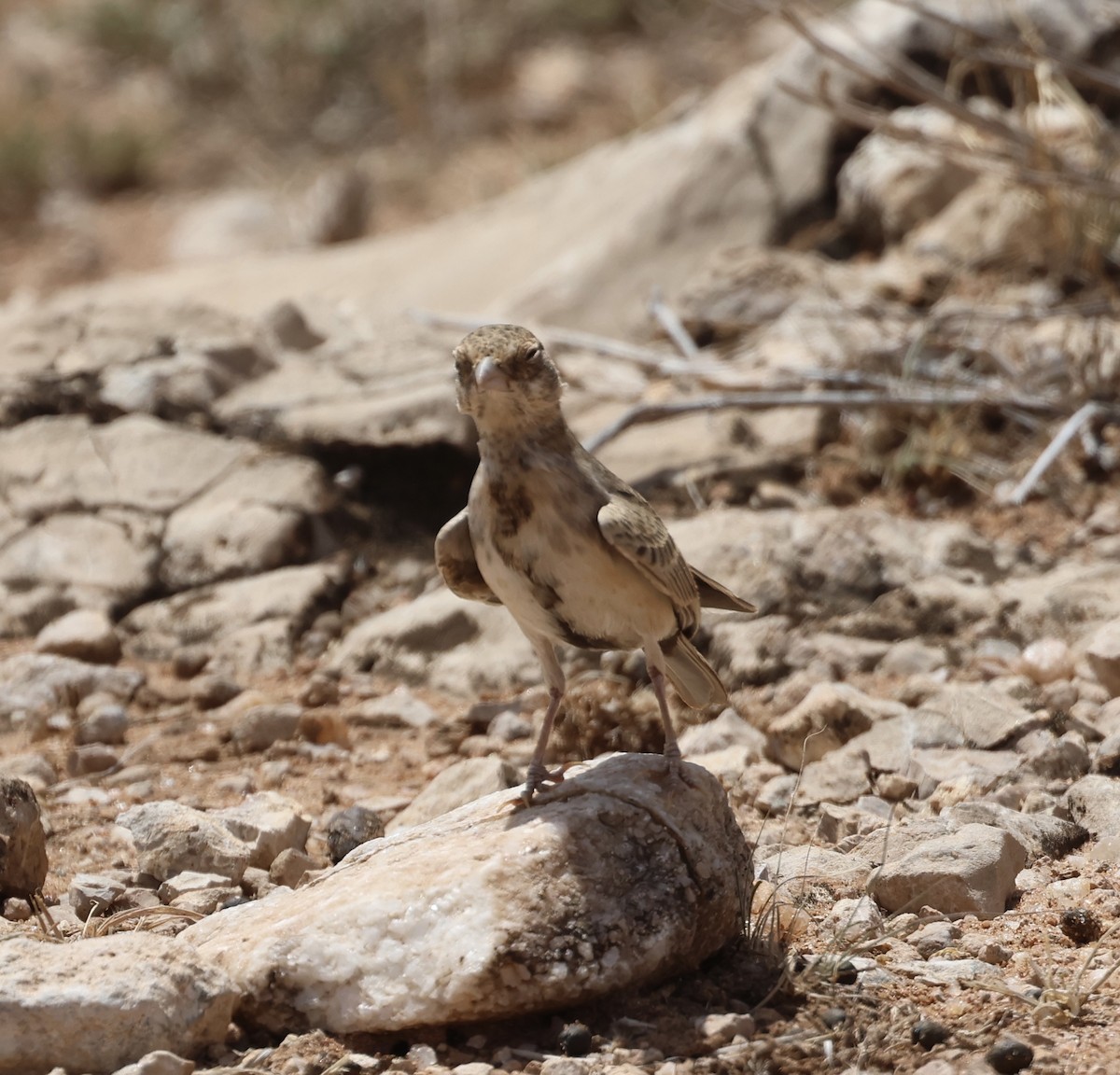 Braunscheitellerche - ML646391180