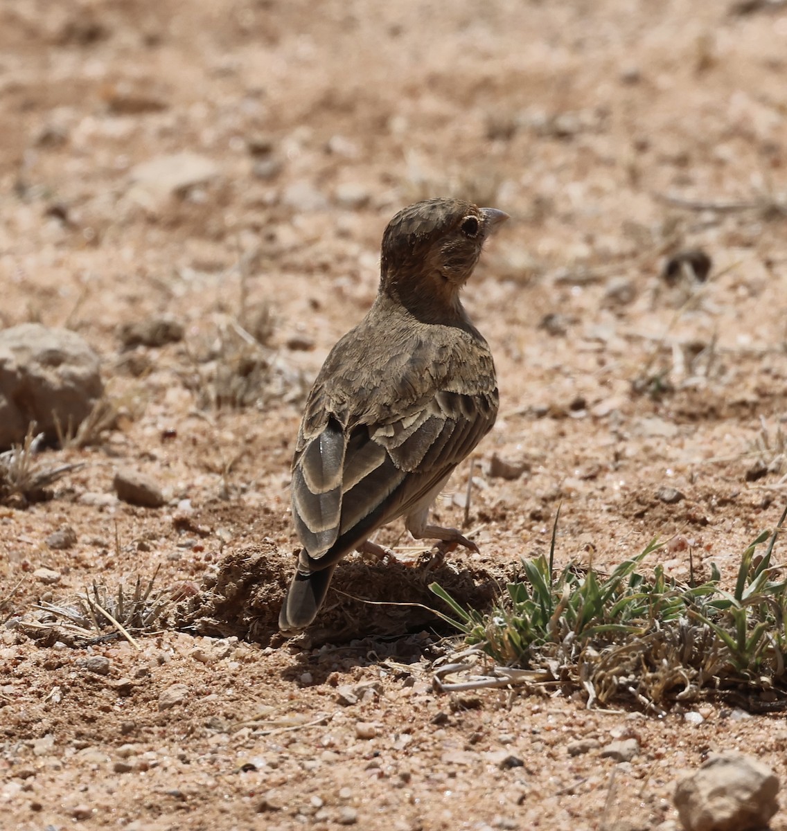 Braunscheitellerche - ML646391181