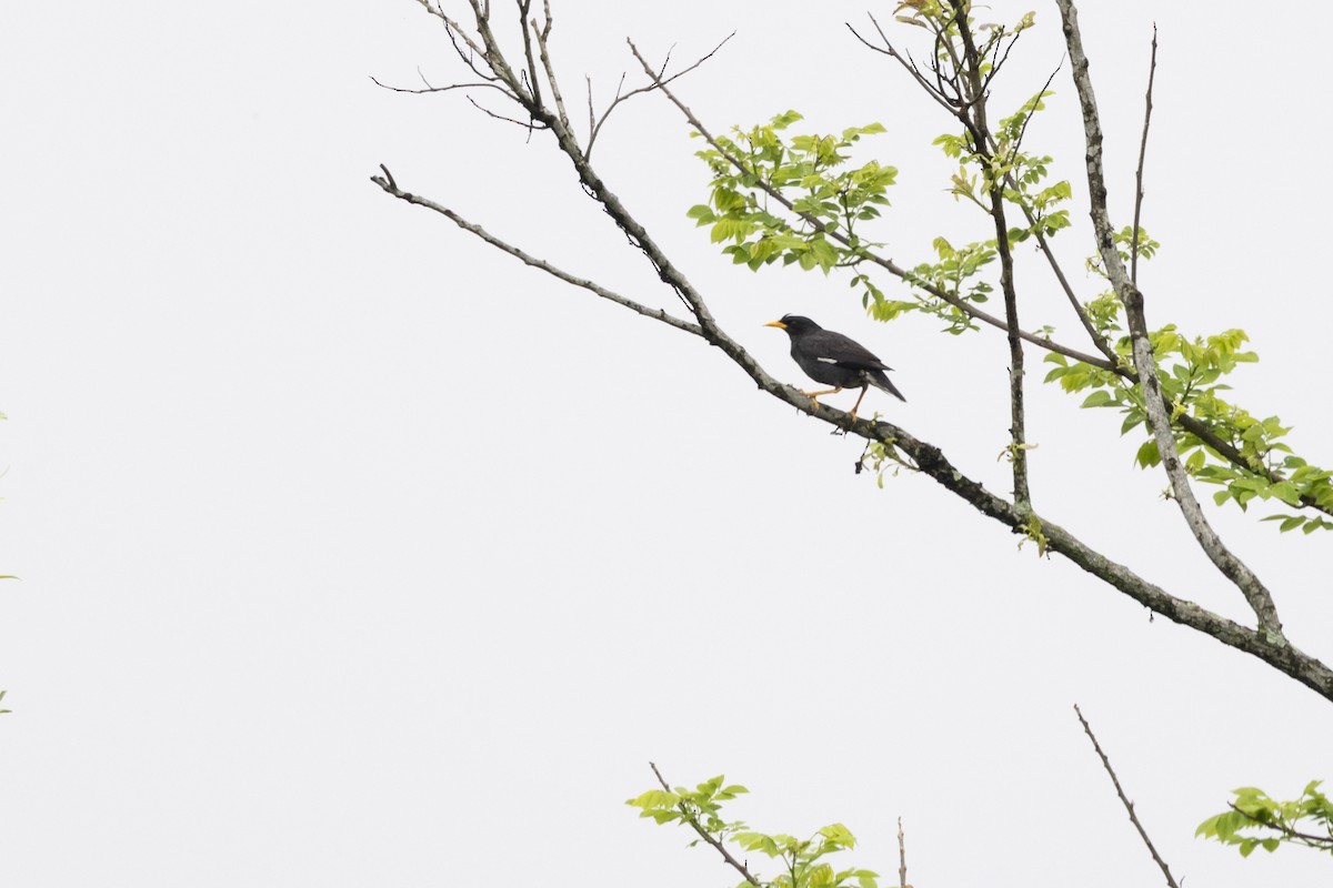 Great Myna - ML646391183