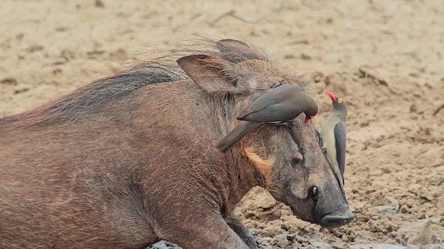 Rotschnabel-Madenhacker - ML646391193