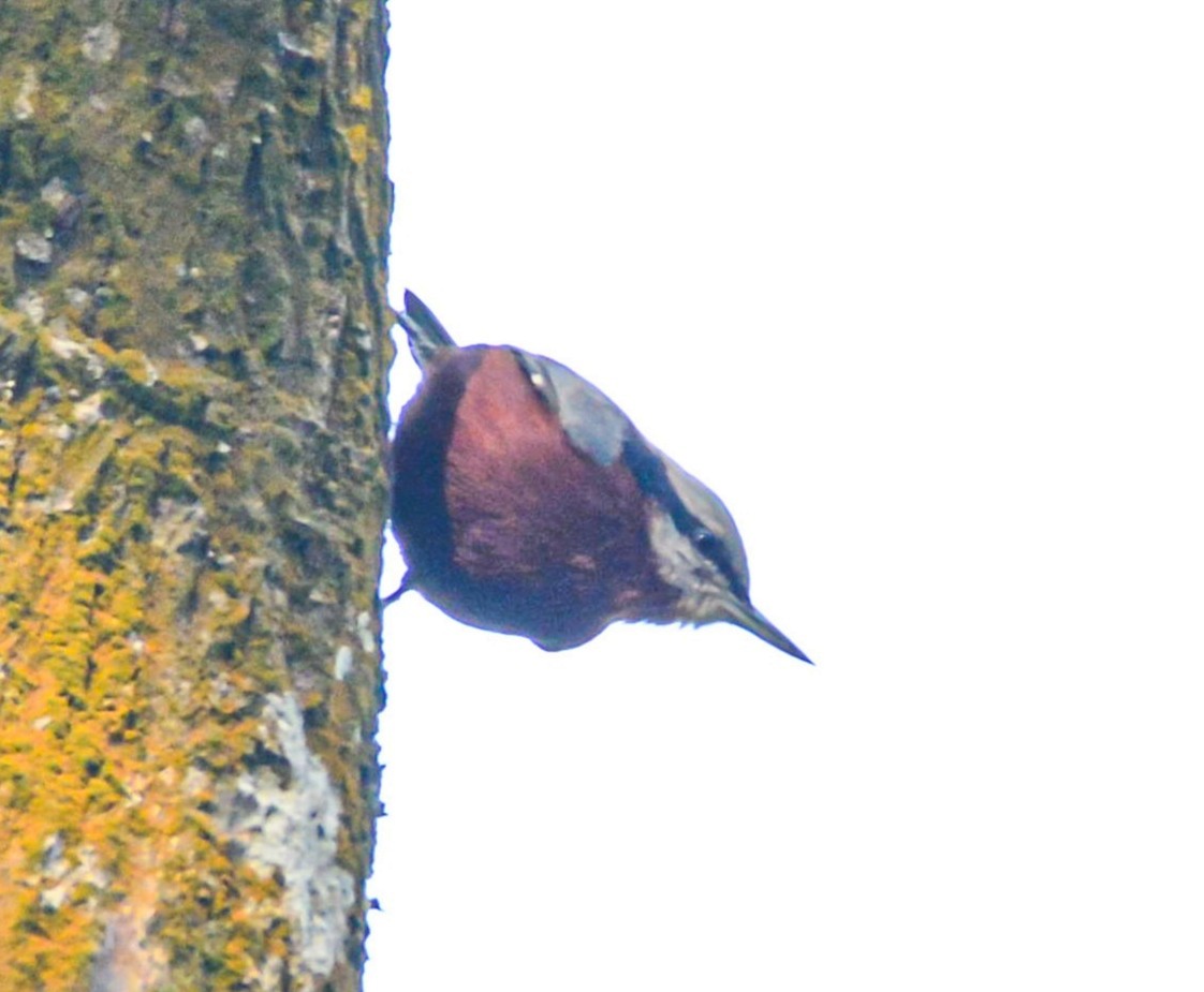 Indian Nuthatch - ML646391196