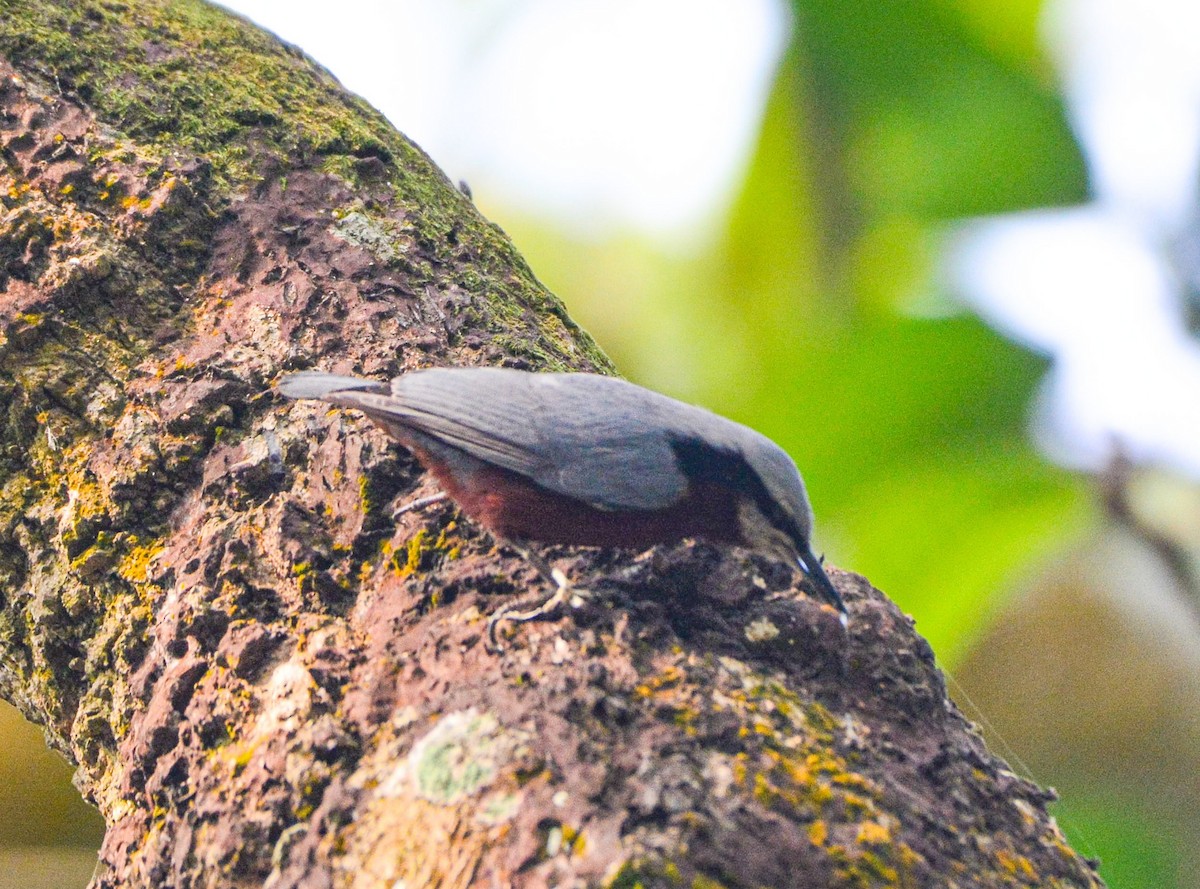 Indian Nuthatch - ML646391197
