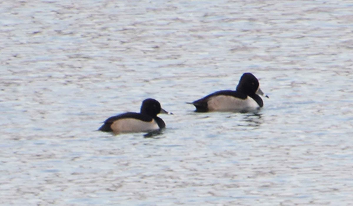 Ring-necked Duck - ML646391198