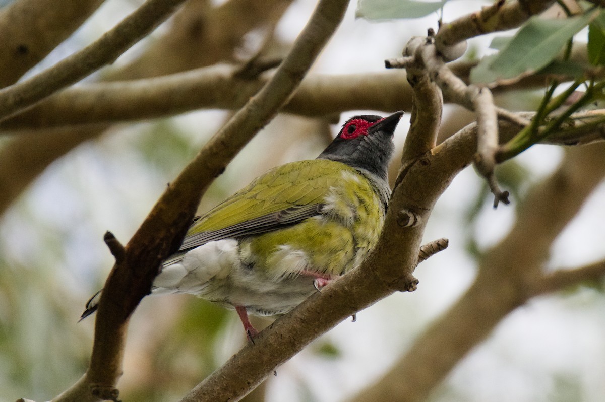 Australasian Figbird - ML646391199