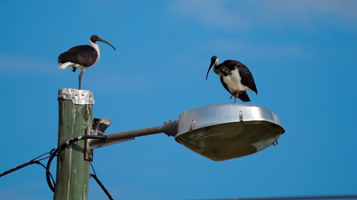 Straw-necked Ibis - ML646391206