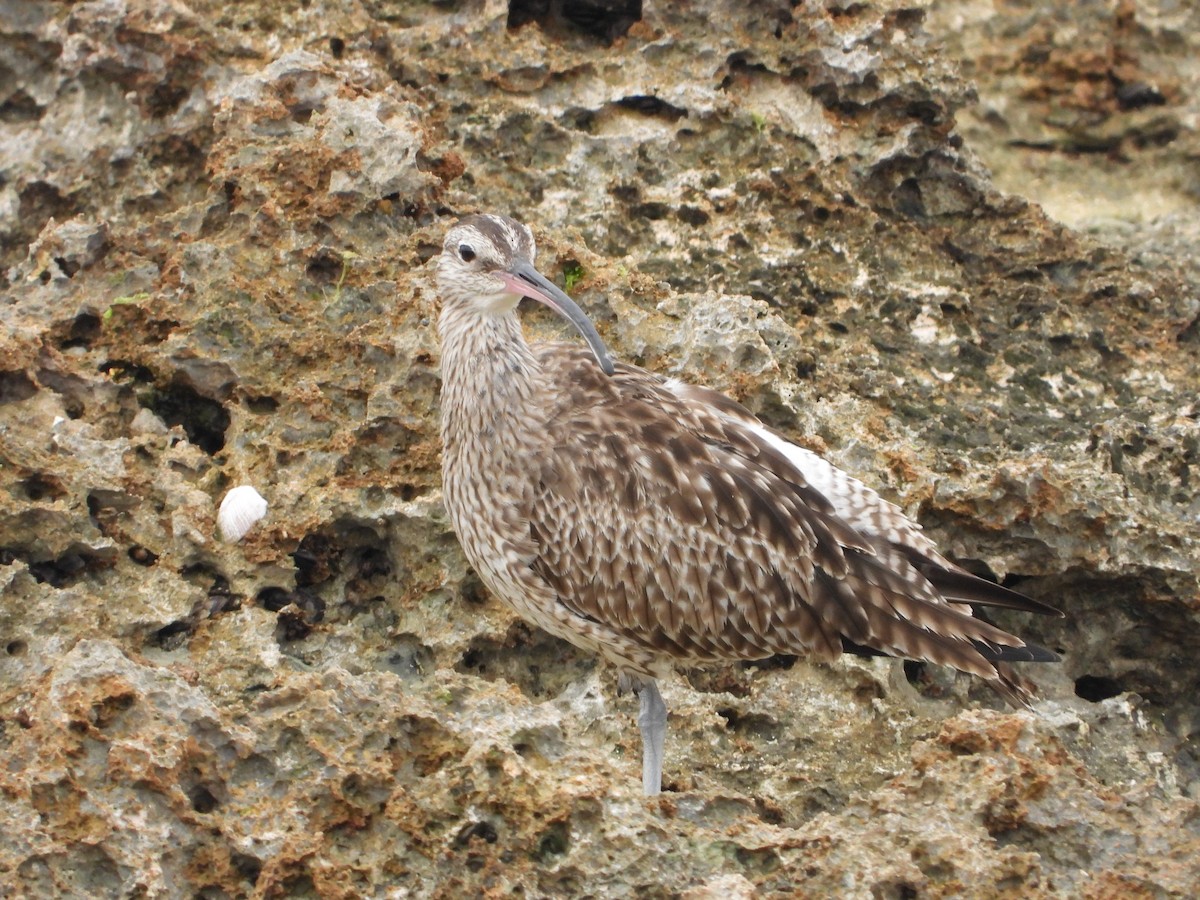 Кульон середній - ML646391208