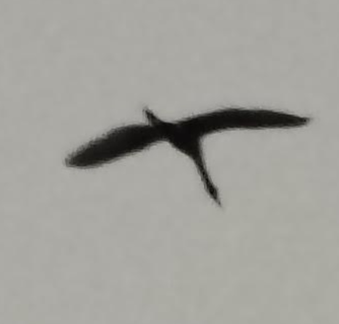 Black-headed Ibis - ML646391210