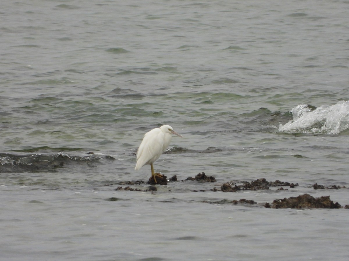 Чепура тихоокеанська - ML646391212