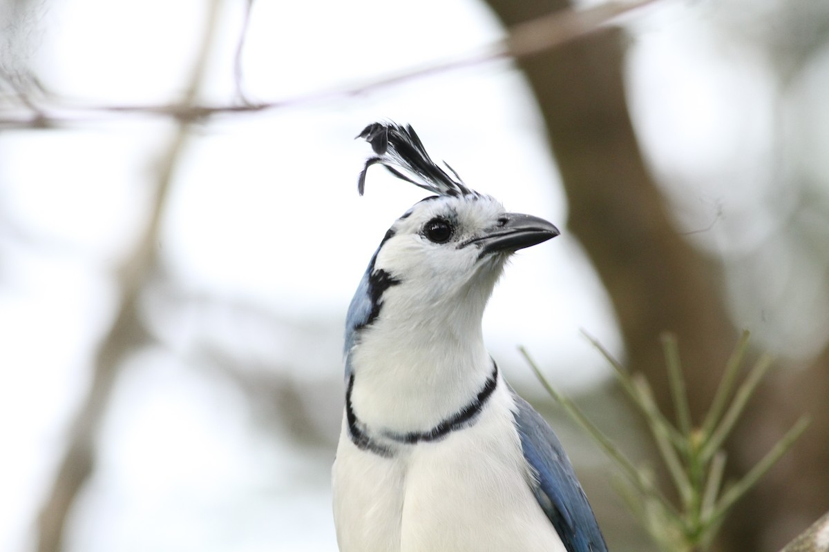 sojka středoamerická - ML646391213
