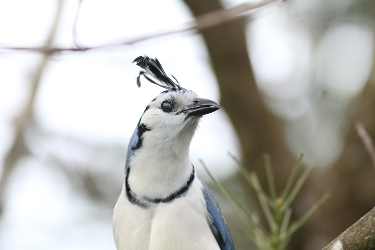 sojka středoamerická - ML646391214