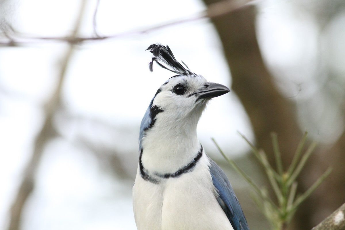 sojka středoamerická - ML646391215