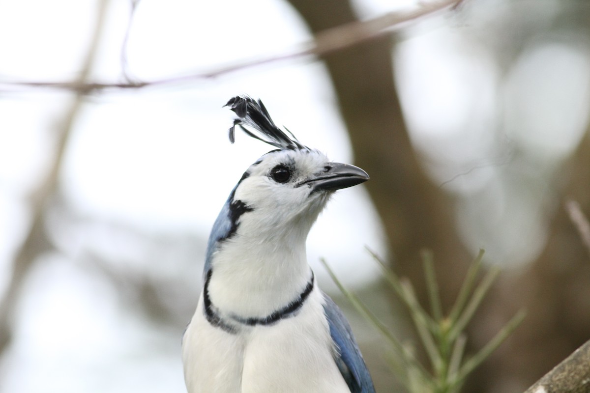 sojka středoamerická - ML646391216