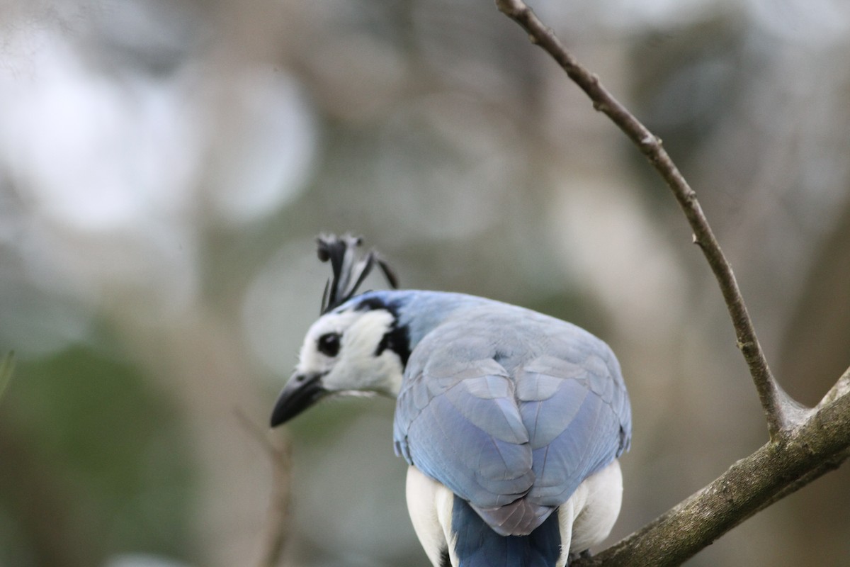 sojka středoamerická - ML646391217