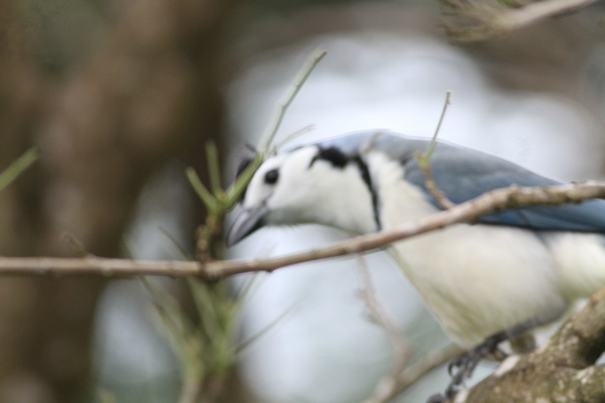 sojka středoamerická - ML646391218