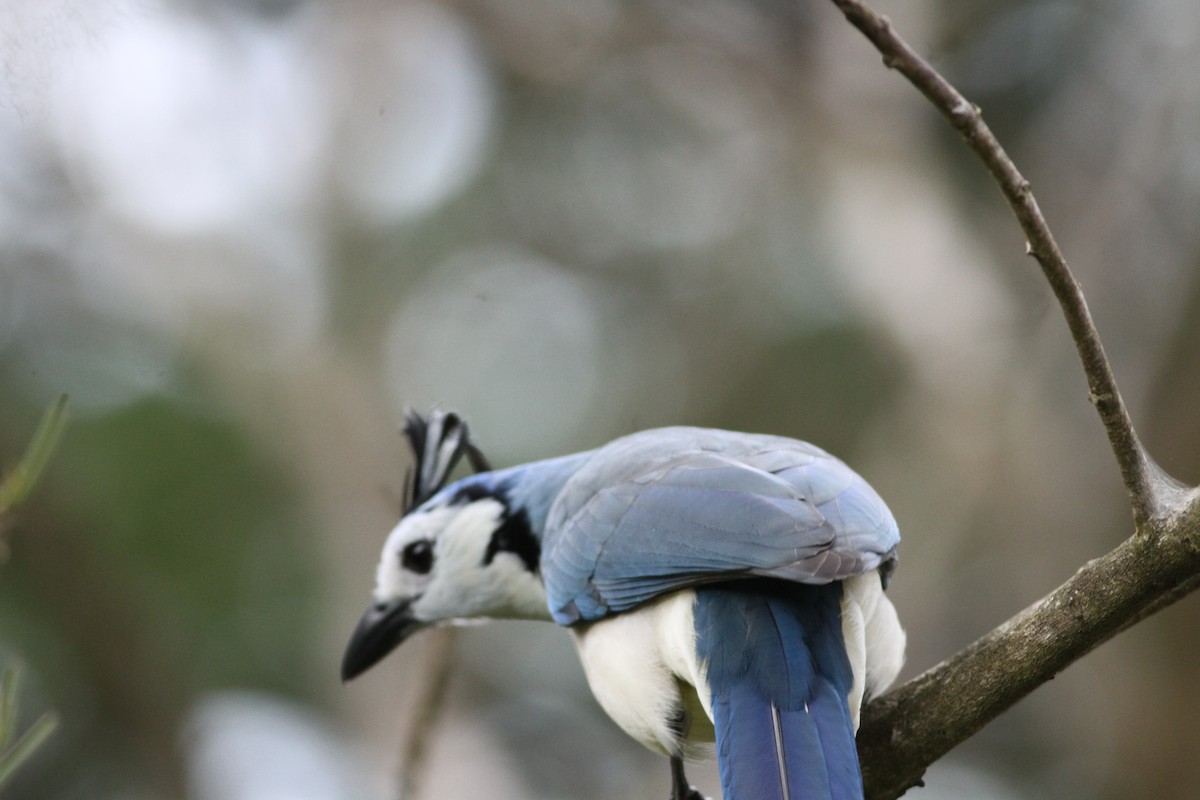 sojka středoamerická - ML646391219