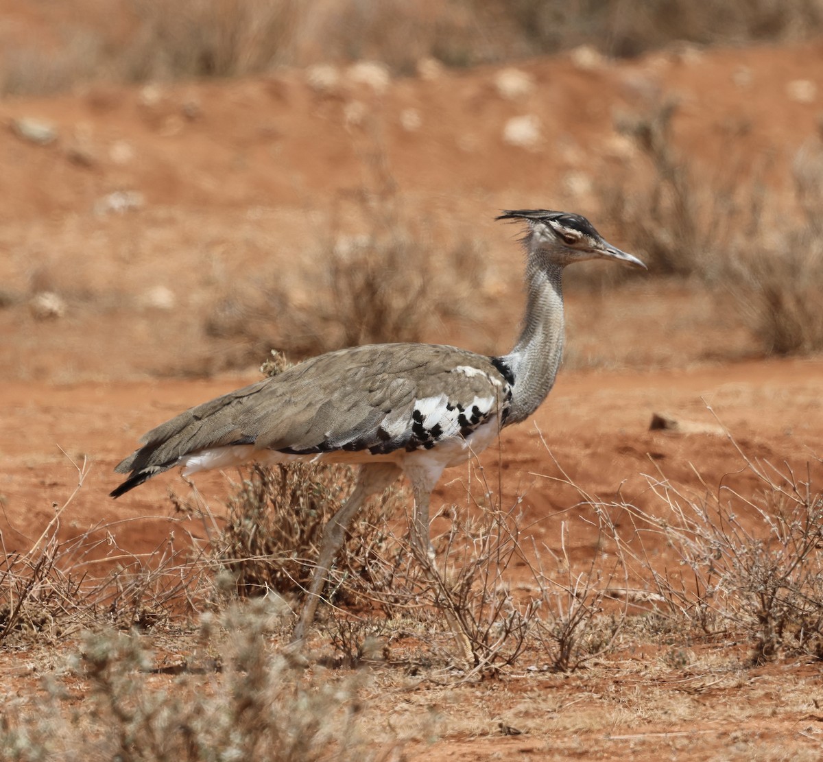 Riesentrappe - ML646391220