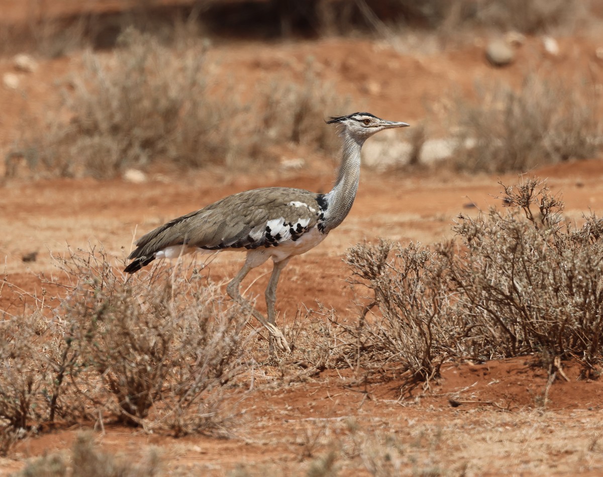 Riesentrappe - ML646391221