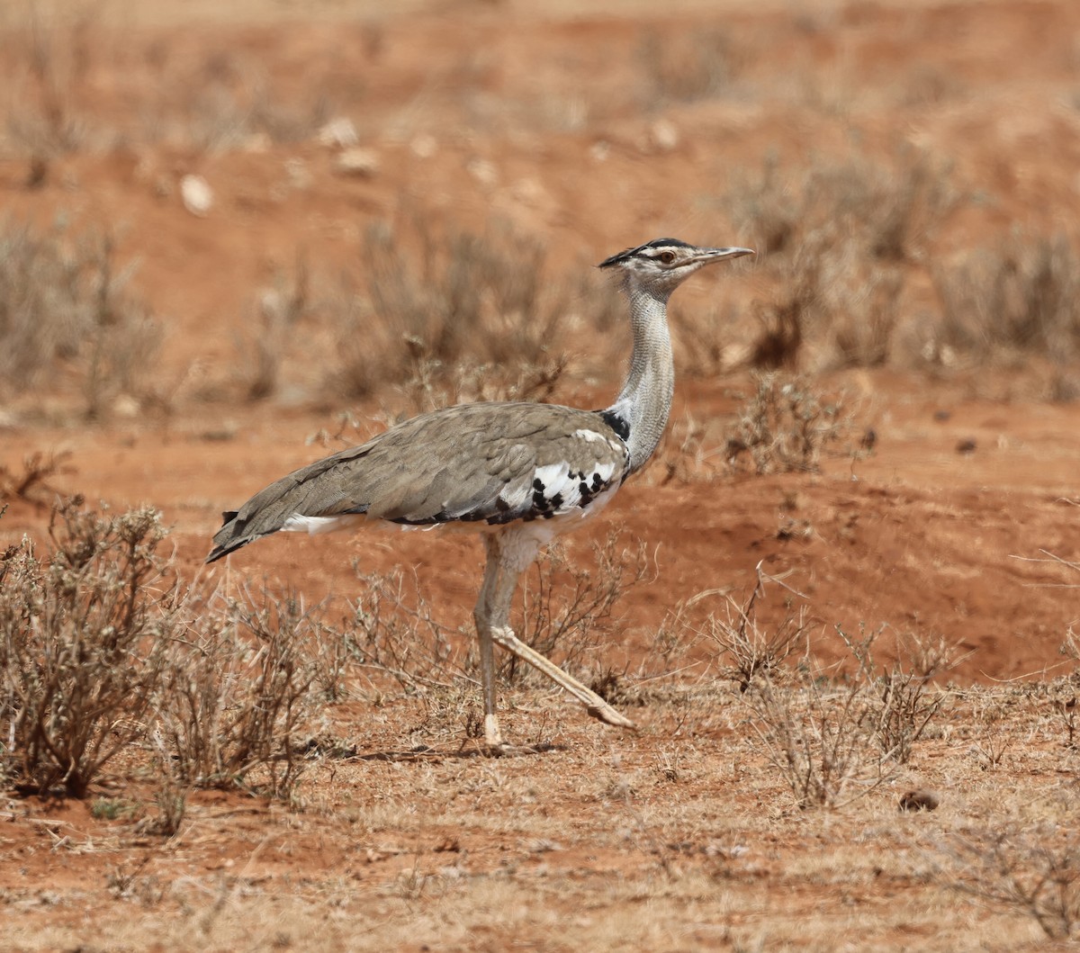 Riesentrappe - ML646391222